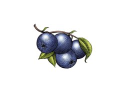 blueberries 1